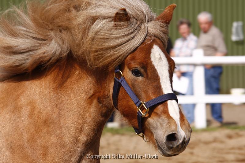 Hryssa von Heidmoor (15).JPG